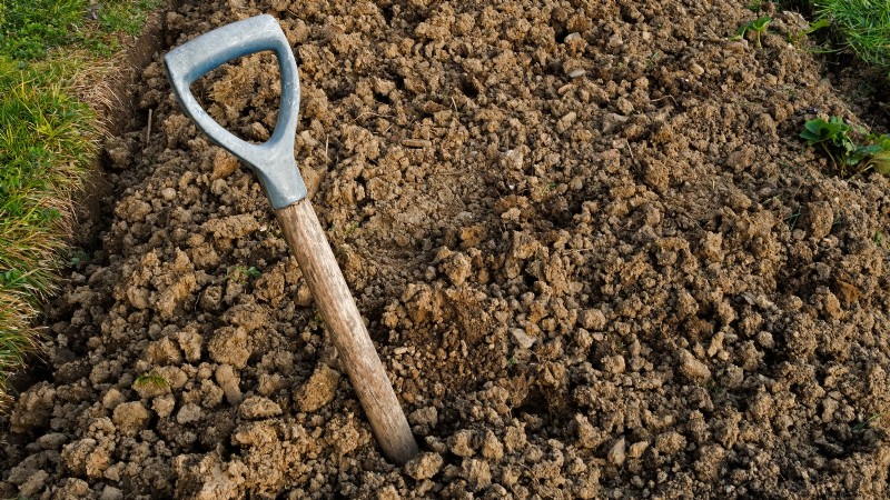 Gala Apple Tree: Planting, Growing & Care Guide