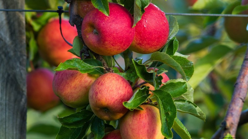 Gala Apple Tree: Planting, Growing & Care Guide
