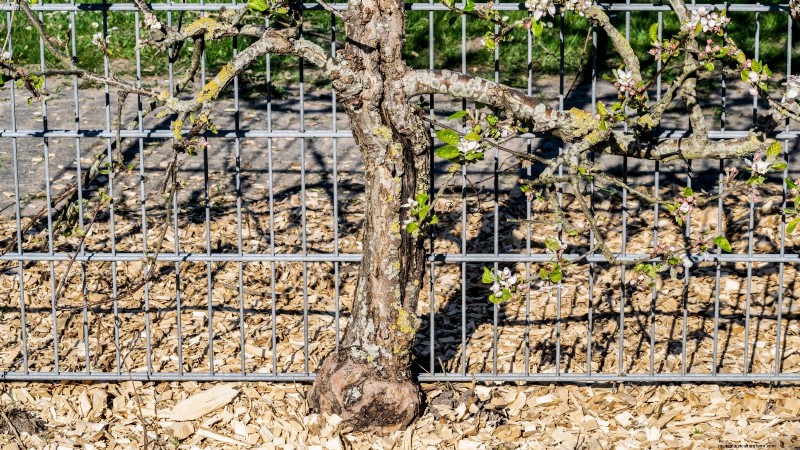 Gala Apple Tree: Planting, Growing & Care Guide