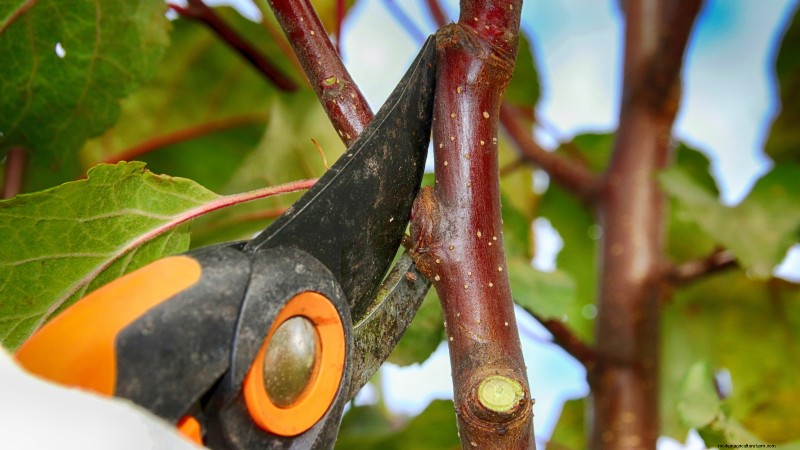Gala Apple Tree: Planting, Growing & Care Guide