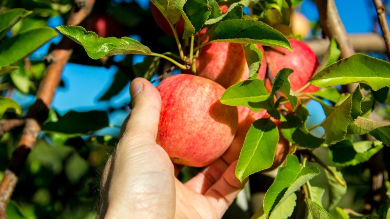 Gala Apple Tree: Planting, Growing & Care Guide