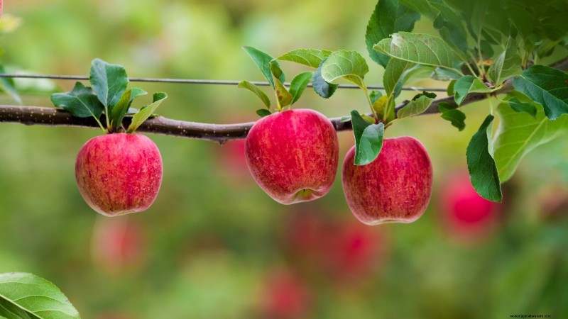 Gala Apple Tree: Planting, Growing & Care Guide