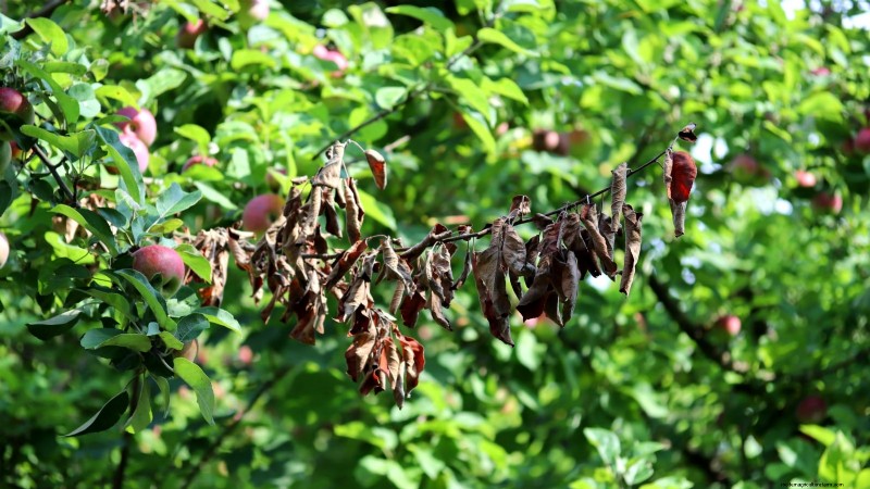 Gala Apple Tree: Planting, Growing & Care Guide