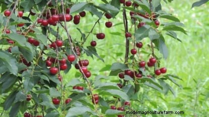 Lapins Cherry Tree: Planting, Growing & Care Guide