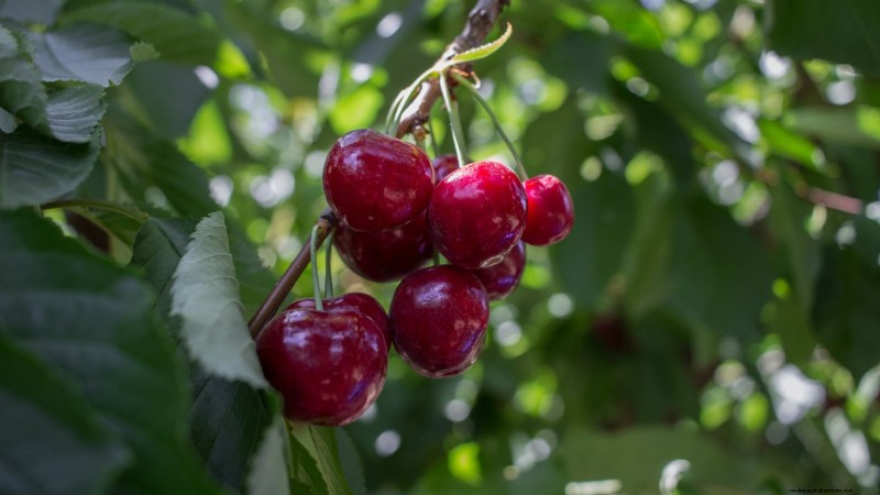 Lapins Cherry Tree: Planting, Growing & Care Guide