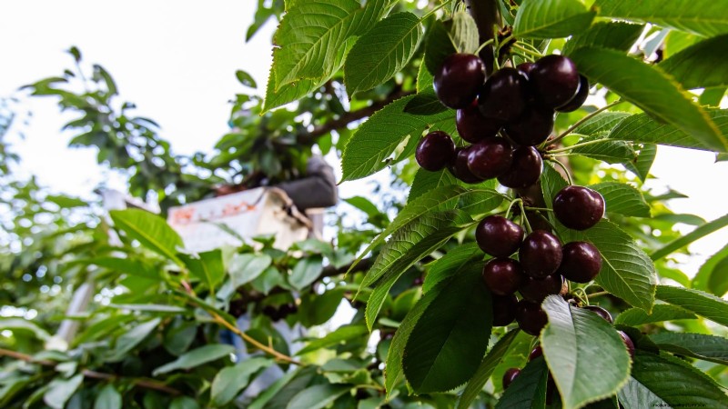 Lapins Cherry Tree: Planting, Growing & Care Guide