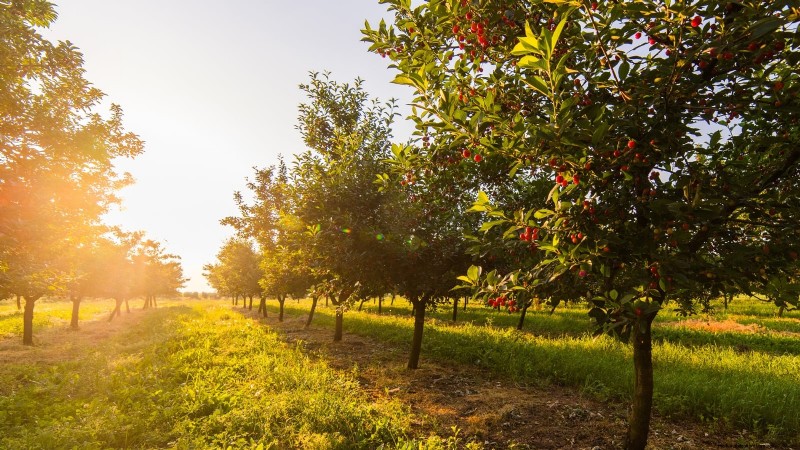 Lapins Cherry Tree: Planting, Growing & Care Guide