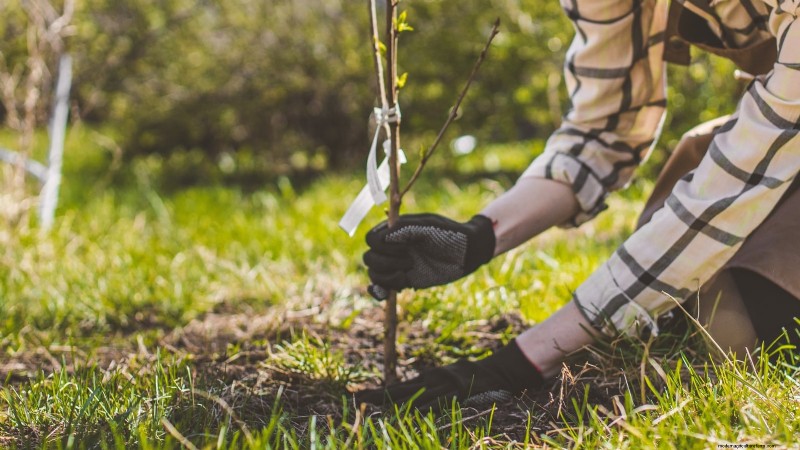 Lapins Cherry Tree: Planting, Growing & Care Guide