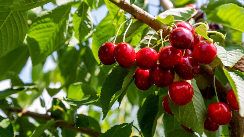 Lapins Cherry Tree: Planting, Growing & Care Guide