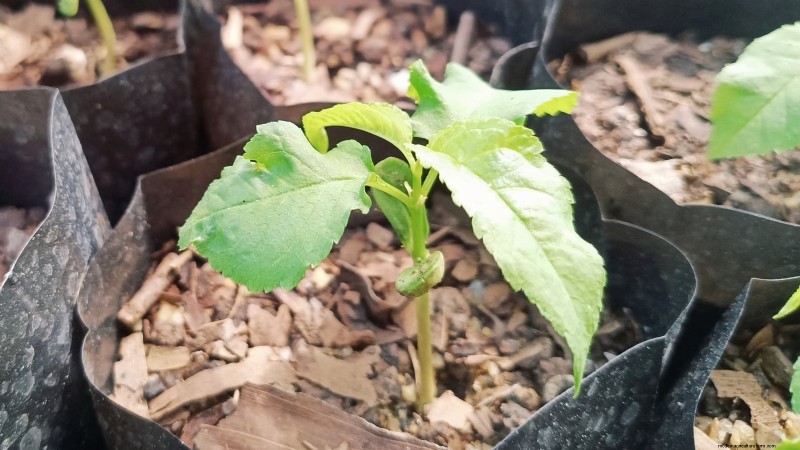 Lapins Cherry Tree: Planting, Growing & Care Guide