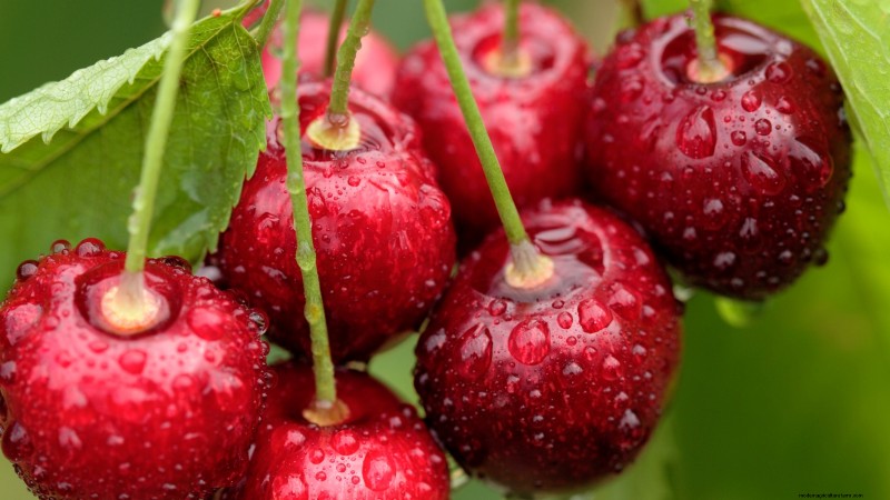 Lapins Cherry Tree: Planting, Growing & Care Guide