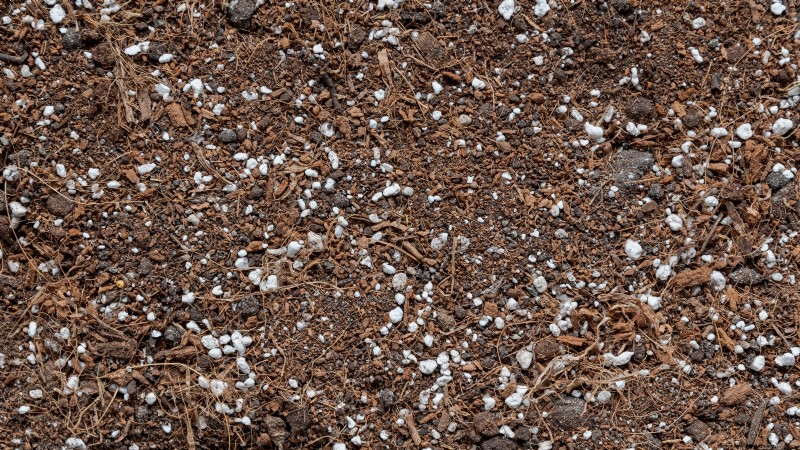 Lapins Cherry Tree: Planting, Growing & Care Guide