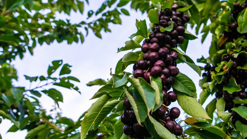 Lapins Cherry Tree: Planting, Growing & Care Guide