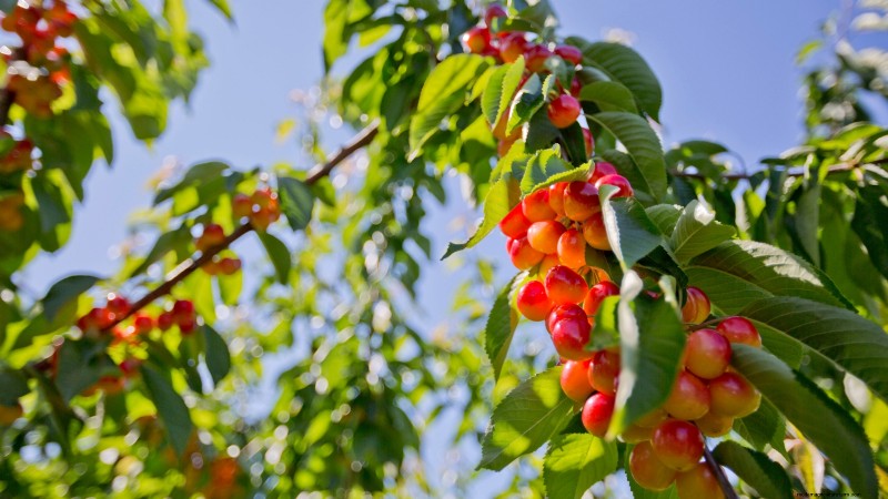 Lapins Cherry Tree: Planting, Growing & Care Guide