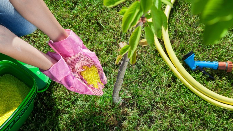Lapins Cherry Tree: Planting, Growing & Care Guide