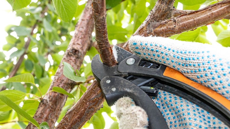 Lapins Cherry Tree: Planting, Growing & Care Guide