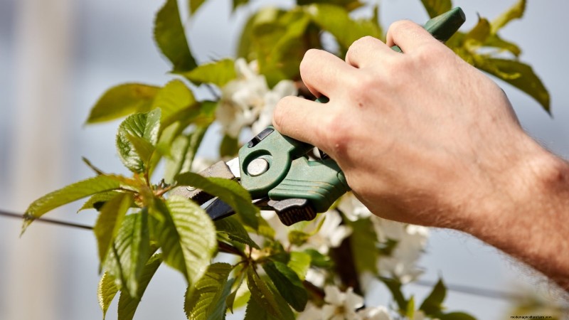 Lapins Cherry Tree: Planting, Growing & Care Guide