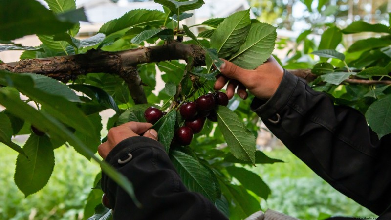 Lapins Cherry Tree: Planting, Growing & Care Guide