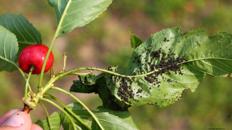 Lapins Cherry Tree: Planting, Growing & Care Guide