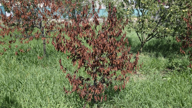 Lapins Cherry Tree: Planting, Growing & Care Guide