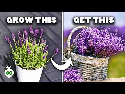 Munstead Lavender: Planting, Growing & Care Guide | [Your Brand/Website]