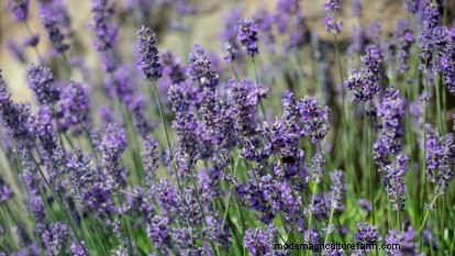 Munstead Lavender: Planting, Growing & Care Guide | [Your Brand/Website]