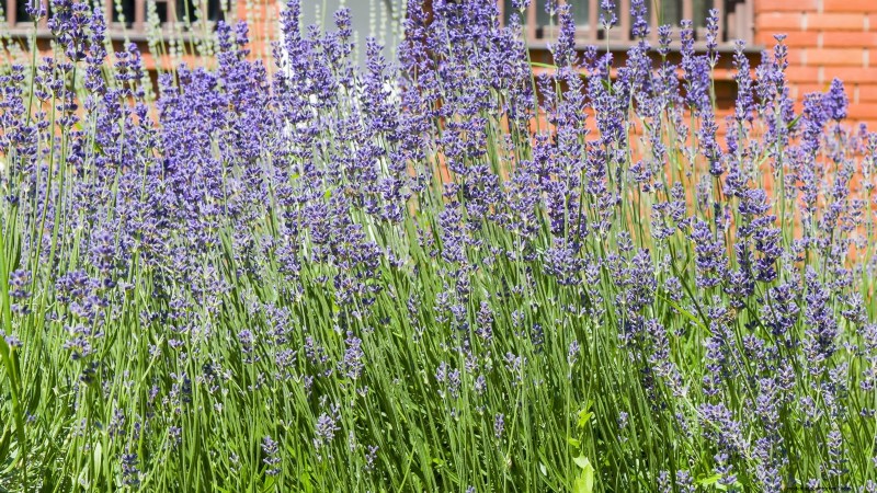 Munstead Lavender: Planting, Growing & Care Guide | [Your Brand/Website]