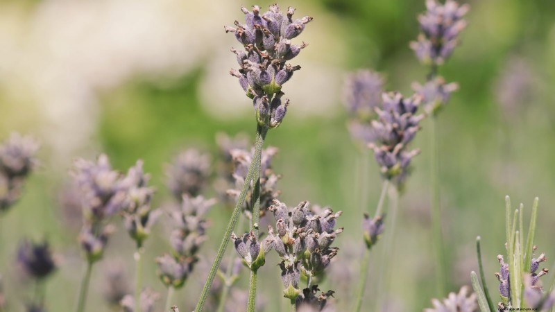Munstead Lavender: Planting, Growing & Care Guide | [Your Brand/Website]