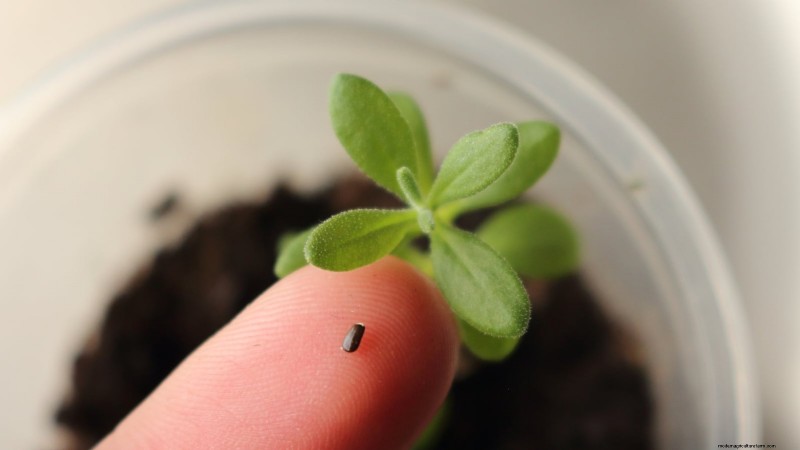 Munstead Lavender: Planting, Growing & Care Guide | [Your Brand/Website]
