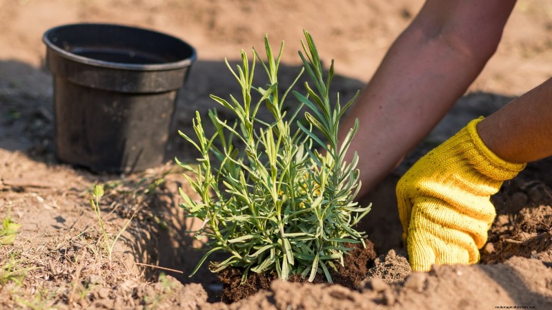 Munstead Lavender: Planting, Growing & Care Guide | [Your Brand/Website]