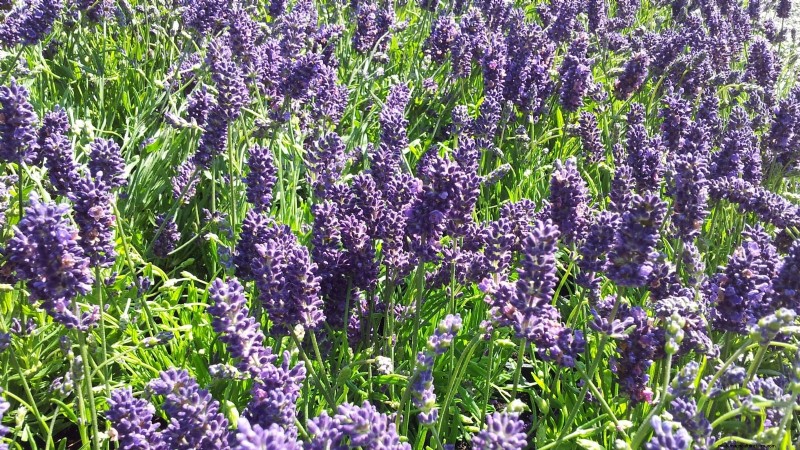 Munstead Lavender: Planting, Growing & Care Guide | [Your Brand/Website]
