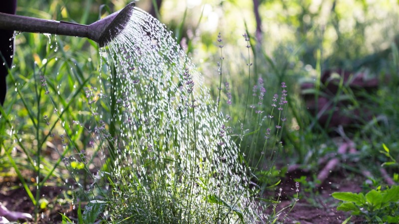 Munstead Lavender: Planting, Growing & Care Guide | [Your Brand/Website]