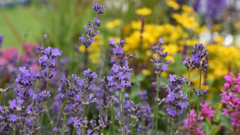 Munstead Lavender: Planting, Growing & Care Guide | [Your Brand/Website]