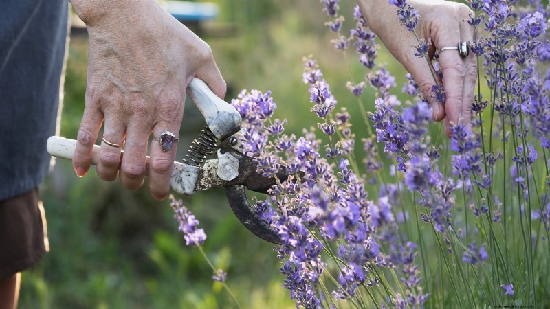 Munstead Lavender: Planting, Growing & Care Guide | [Your Brand/Website]