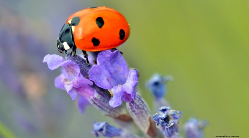 Munstead Lavender: Planting, Growing & Care Guide | [Your Brand/Website]