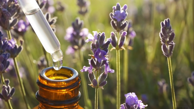 Munstead Lavender: Planting, Growing & Care Guide | [Your Brand/Website]