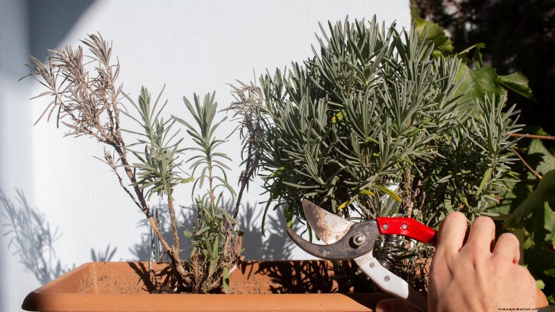 Munstead Lavender: Planting, Growing & Care Guide | [Your Brand/Website]