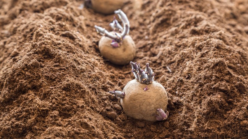 Best Time to Plant Potatoes: A Regional Guide