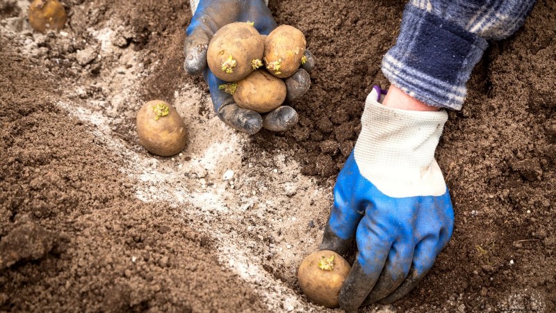 Best Time to Plant Potatoes: A Regional Guide