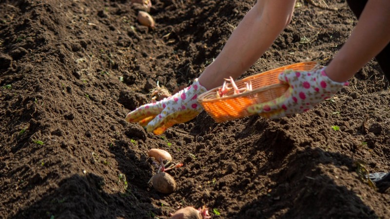 Best Time to Plant Potatoes: A Regional Guide