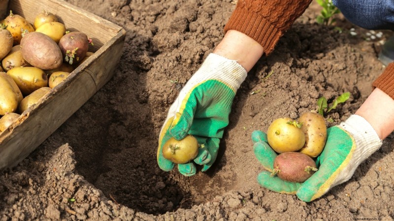 Best Time to Plant Potatoes: A Regional Guide