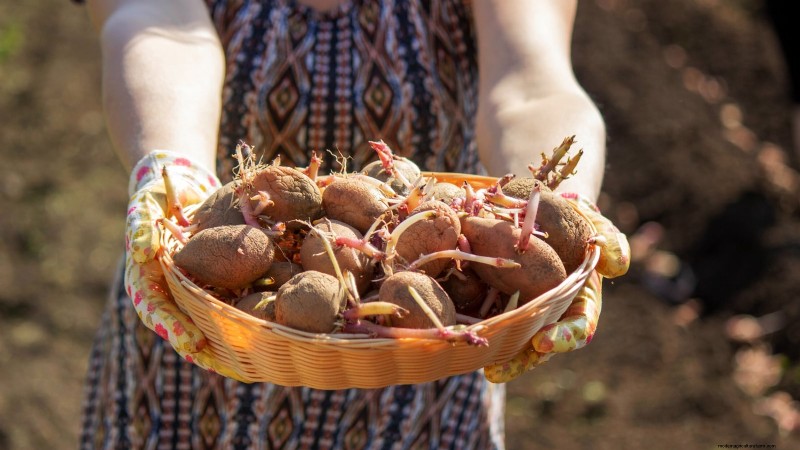 Best Time to Plant Potatoes: A Regional Guide