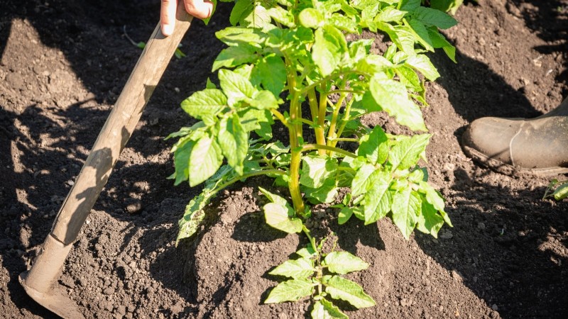 Best Time to Plant Potatoes: A Regional Guide