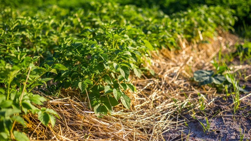 Best Time to Plant Potatoes: A Regional Guide
