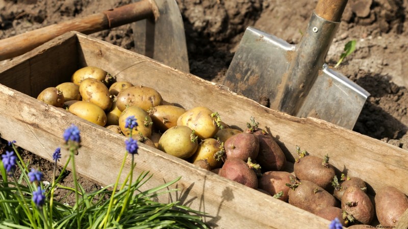 Best Time to Plant Potatoes: A Regional Guide
