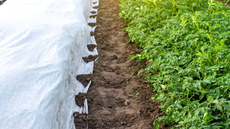 Best Time to Plant Potatoes: A Regional Guide