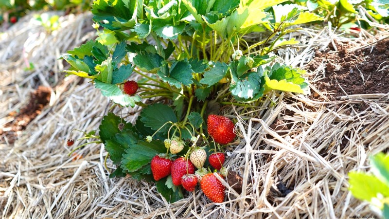 Best Strawberry Varieties for Home Gardens: A Comprehensive Guide