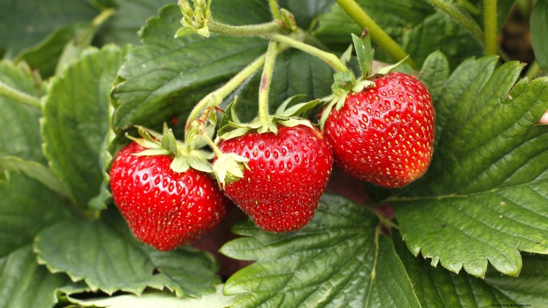 Best Strawberry Varieties for Home Gardens: A Comprehensive Guide