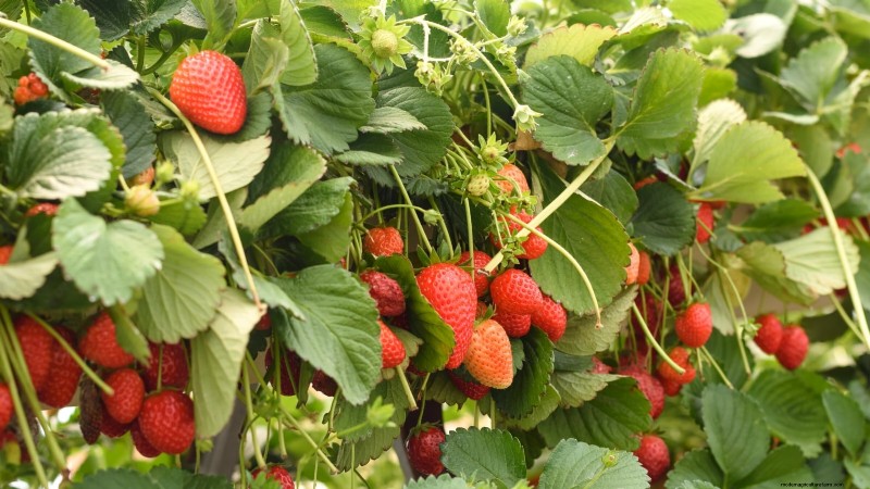 Best Strawberry Varieties for Home Gardens: A Comprehensive Guide