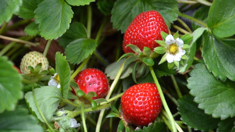 Best Strawberry Varieties for Home Gardens: A Comprehensive Guide